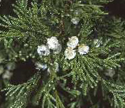 Atlantic White-Cedar cones