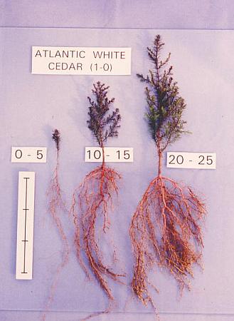 AWC seedlings from Goldsboro