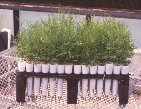 AWC in Ray Leach Super Cells