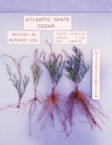 AWC Cuttings Rooted Outdoors at Goldsboro