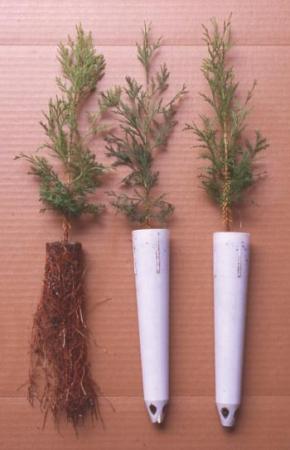 AWC Seedlings from Ray Leach SuperCells