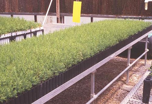 AWC seedlings in Ropack 45's