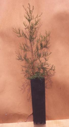 AWC Transplant in Anderson Band