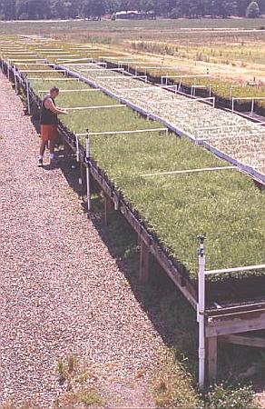 AWC transplants in 3x3x9 anderson bands