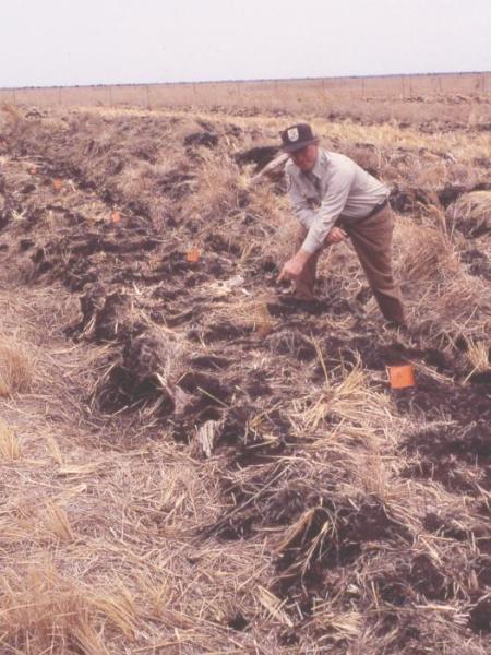 Bedding Rows on PLNWR ( Jim Savery - Refuge Manager )
