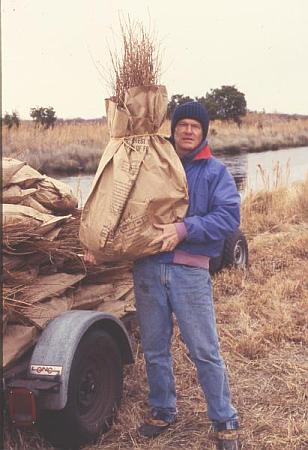 Cypress seedlings at PLNWR ( Lane Snelling)
