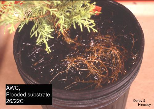 AWC seedling with flooded root mat