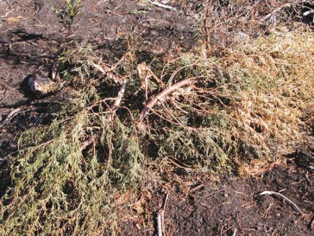 Mangled AWC at Havelock (09Jan03)